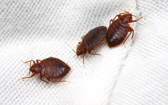 three bed bugs on bedding