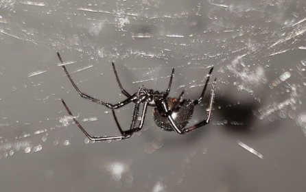 Black Widow Spiders
