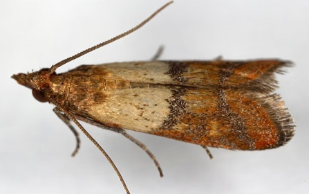Pantry Pests