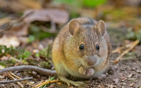 Rodents