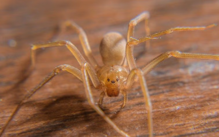 Spiders