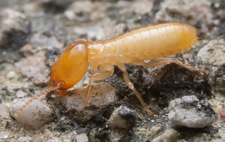 Termites